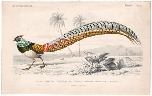 Lady Amherst's Pheasant